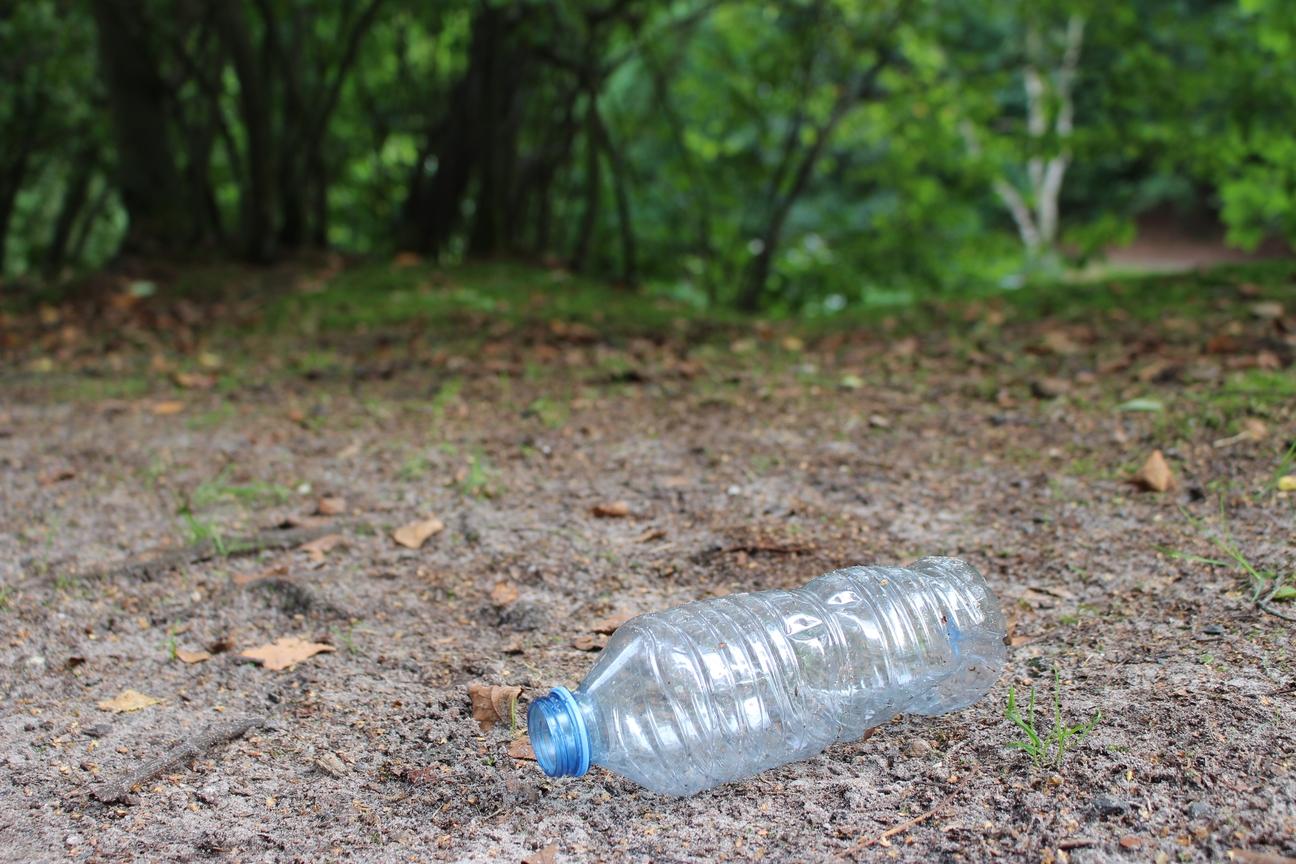 Litter in the forest